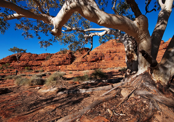 Ghost Gum, Kings Canyon