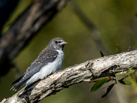 Immature White-breasted Woodswallow