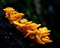 Small Orange Fungi