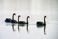 Black Swan family, Tygum Lagoon, Waterford