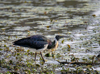 Straw-necked Ibis, Tygum Lagoon