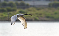 White Ibis, Tygum Lagoon