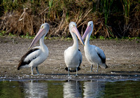 Pelicans, Tygum Lagoon