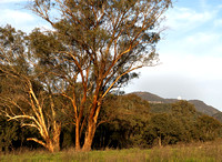 Trees in afternoon light, Warrumbungle National Park