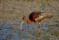 Glossy Ibis, Eagleby Wetlands