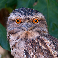 Tawny Frogmouth roosting in the backyard