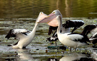 Pelicans, Tygum Lagoon
