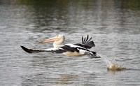 Pelican taking off, Tygum Lagoon