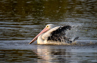 Pelican bath, Tygum Lagoon