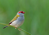 Red-browed Finch, Tygum Park