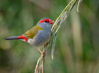 Red-browed Finch, Tygum Park
