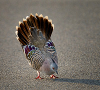 Crested Pigeon, Tygum