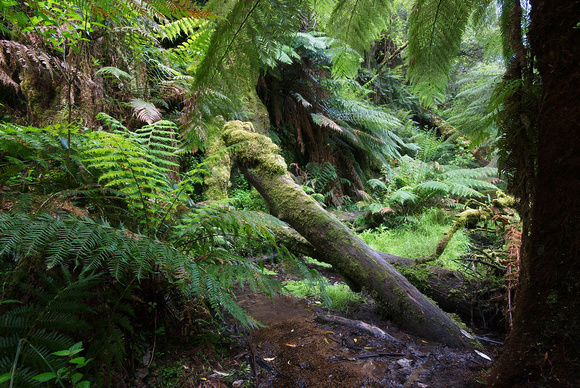Ferns near Cora Lynn Cascades, Lorne, Victoria