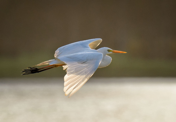 Egret in flight, Tygum Lagoon
