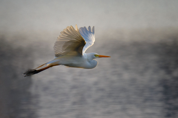 Egret in flight, Tygum Lagoon