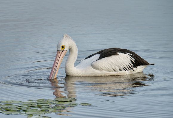 Pelican, Tygum Lagoon