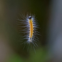 Caterpillar, Featherstone Park