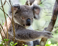 Koala at edge of Daisy Hill Forest near Featherstone Park