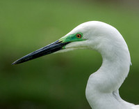 Eastern Great Egret, Gympie