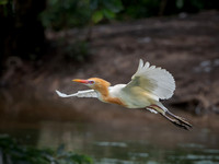 Cattle Egret in flight, Gympie