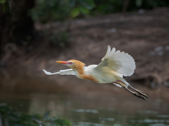 Cattle Egret in flight, Gympie