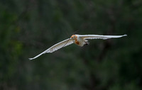 Cattle Egret, Gympie