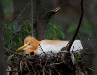 Cattle Egret on nest, Gympie