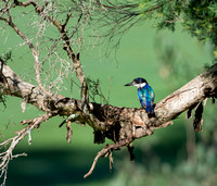 Sacred Kingfisher, Eagleby Wetlands