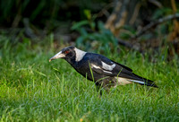 Australian Magpie, Eagleby Wetlands