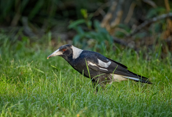 Australian Magpie, Eagleby Wetlands