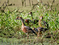 Plumed Whistling Duck, Eagleby Wetlands