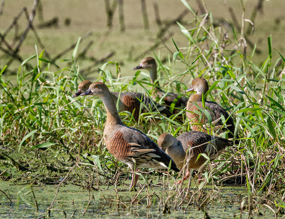 Plumed Whistling Duck, Eagleby Wetlands