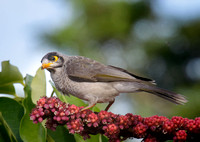 Noisy Miners in the neighbour's umbrella tree
