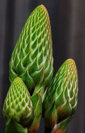Aloe Vera Buds