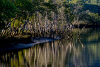 Mangroves, Albert River, Eagleby Wetlands