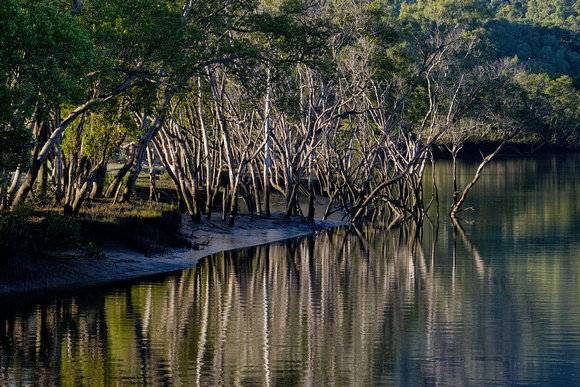 Mangroves, Albert River, Eagleby Wetlands