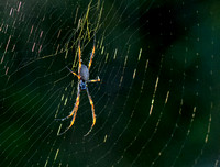 Nephila Spider, Eagleby Wetlands