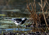 Magpie Lark, Eagleby Wetlands