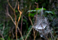Dew-covered cobwebs, Eagleby Wetlands