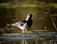 Magpie Lark, Eagleby Wetlands