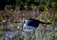 White-necked Heron, Eagleby Wetlands