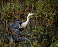 White-necked Heron, Eagleby Wetlands