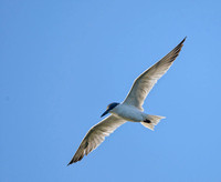 Australian Tern in flight, Eagleby Wetlands