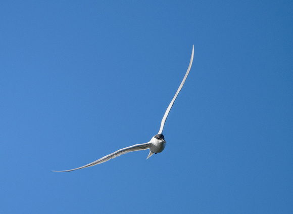 Australian Tern in flight, Eagleby Wetlands