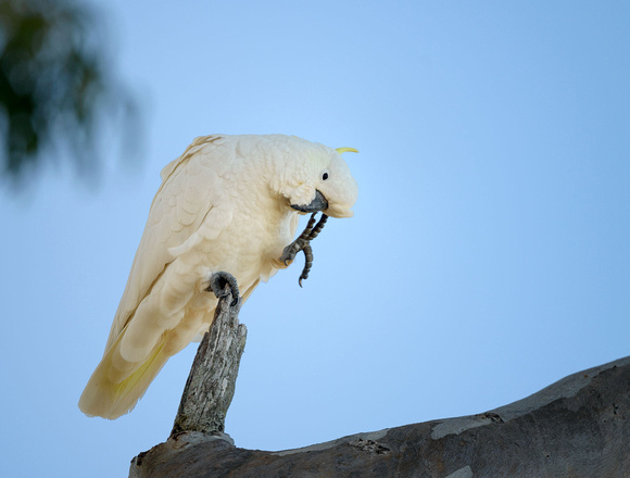 Sulphur-crested Cockatoo, Eagleby Wetlands