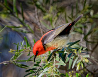 Scarlet Honeyeater, Eagleby Wetlands