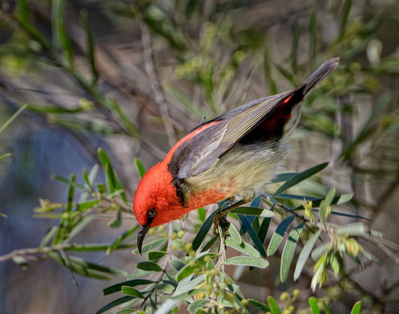 Scarlet Honeyeater, Eagleby Wetlands