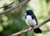 Willie Wagtail, Eagleby Wetlands