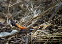 Rufous Fantail, Eagleby Wetlands