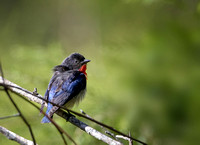 Male Mistletoebird, Eagleby Wetlands